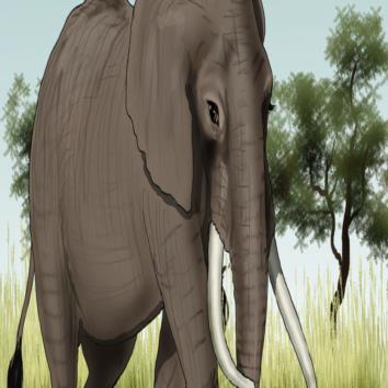  Elephant friend