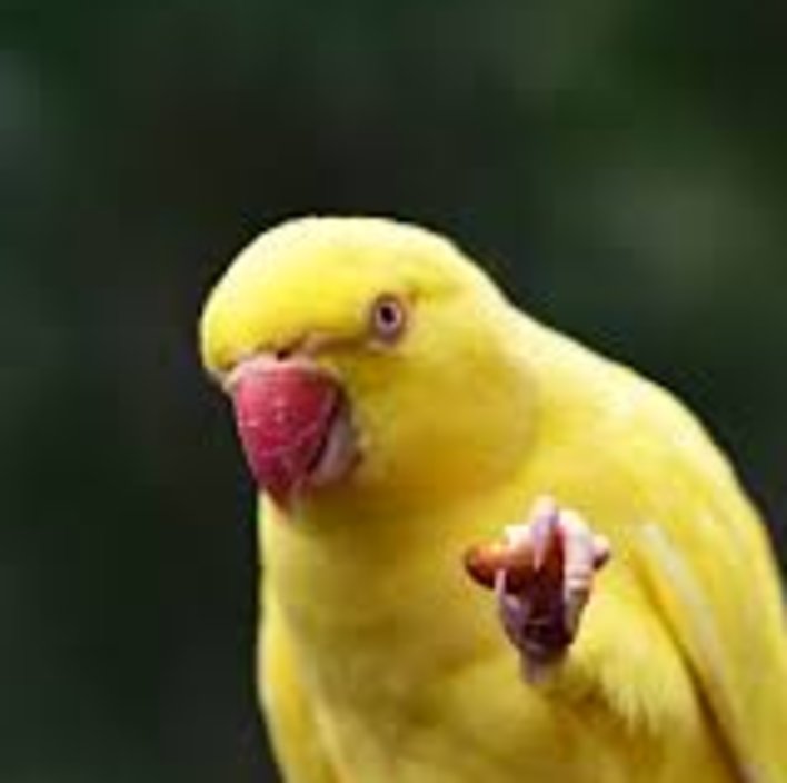  Parrot