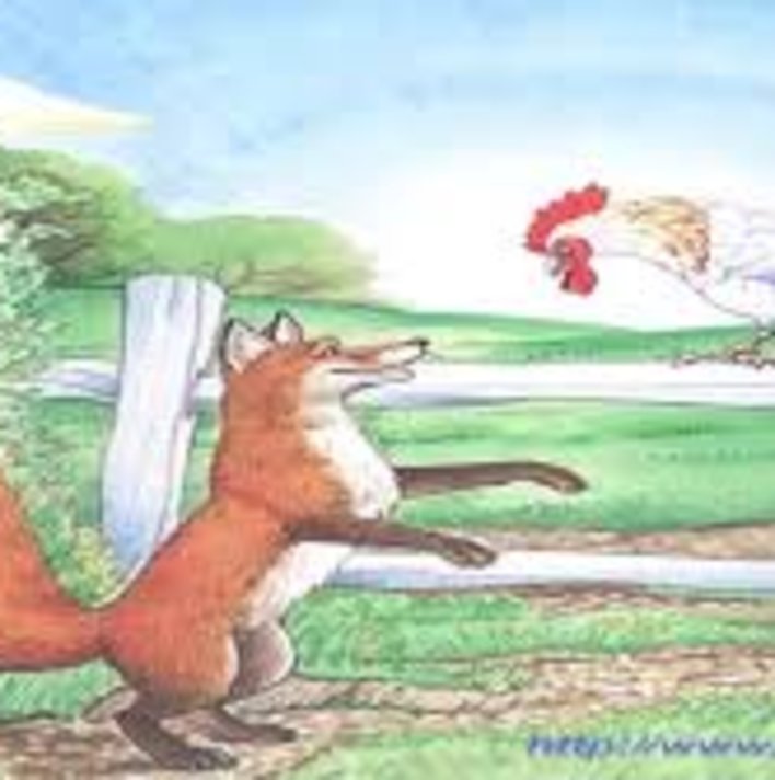  Cunning fox &amp; cock