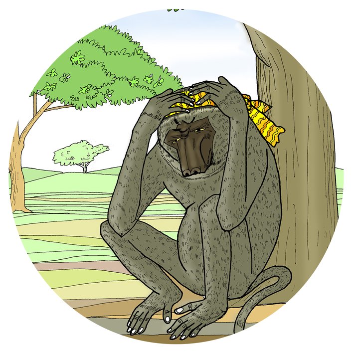  Baboon chief