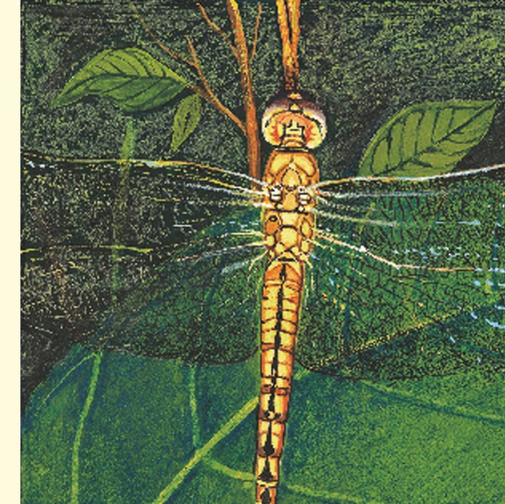  Dragonfly