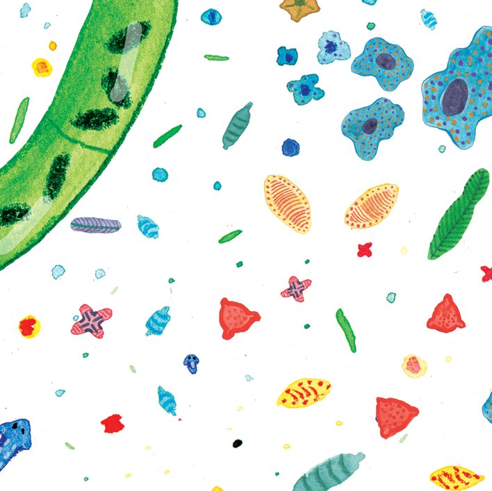  Under the Microscope