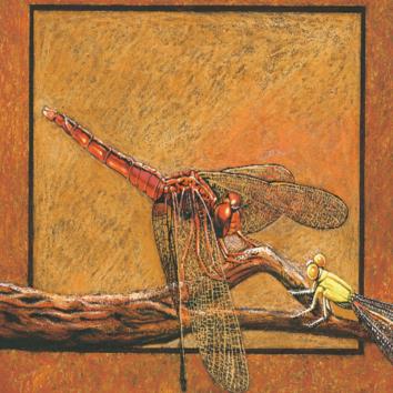  From Submarines to Sky Raiders - All about Dragonflies and Damselflies