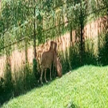  Upe the cheetah