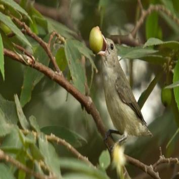  Flippy the Flowerpecker