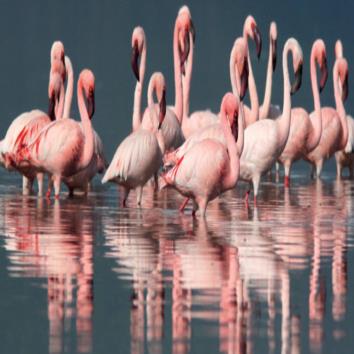  The Fire Birds of Mumbai