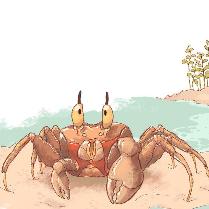 The Little Crabs