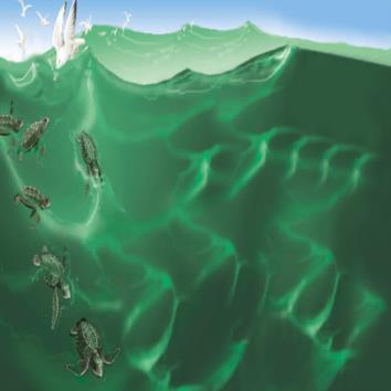 Turtle Story