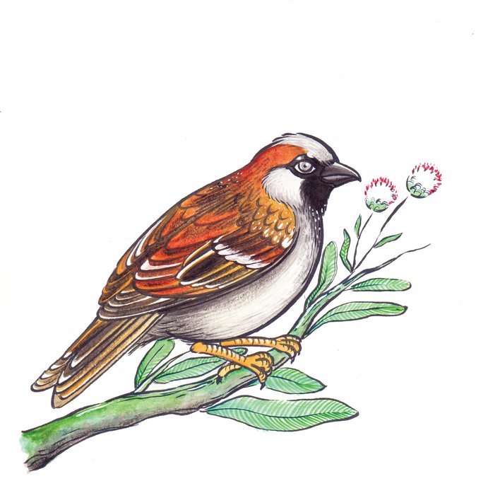  A Sparrow far from Home