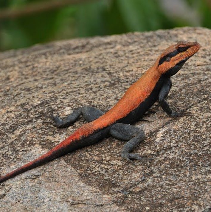  Oompalini - The Sneaky Little Lizard