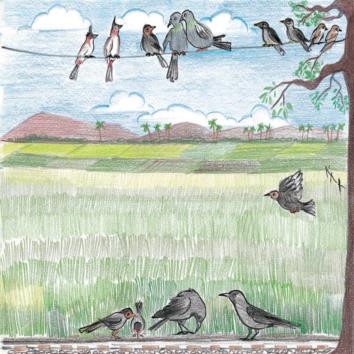  Have You Seen These Birds?