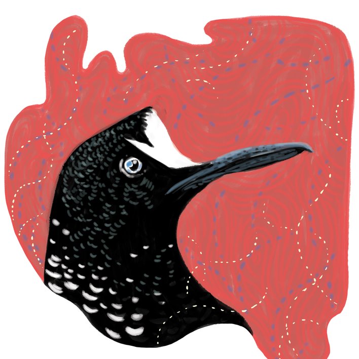  The Black Bird